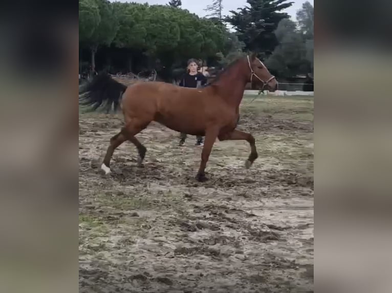 Hispano Arabian Mare 13 years 15.2 hh Brown in San Fernando