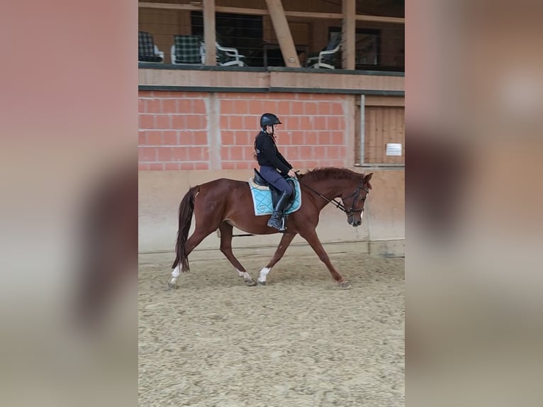 Hispano Arabian Mare 14 years 15,1 hh Chestnut-Red in Waldeck