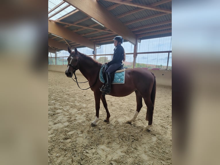 Hispano Arabian Mare 14 years 15,1 hh Chestnut-Red in Waldeck