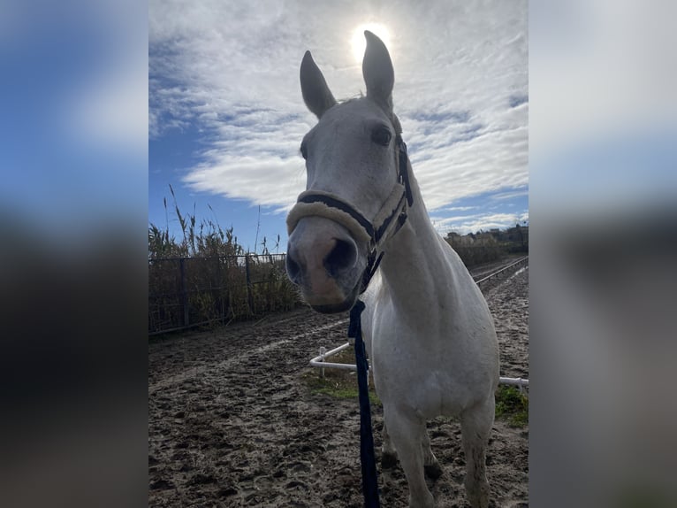 Hispano Arabian Mare 15 years 16 hh Grey in Zaragoza