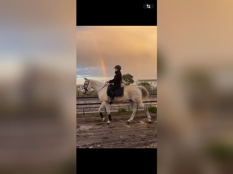 Hispano Arabian Mare 15 years 16 hh Grey in Zaragoza