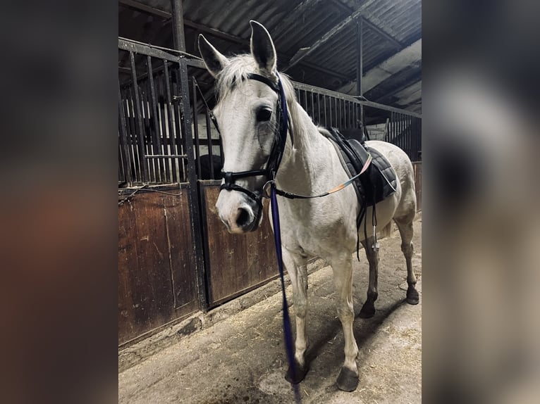 Hispano Arabian Mare 15 years 16 hh Grey in Zaragoza