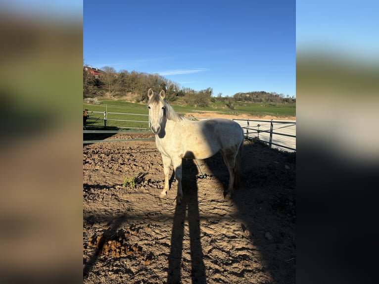 Hispano Arabian Mare 15 years 16 hh Grey in Sant Bartomeu Del Grau