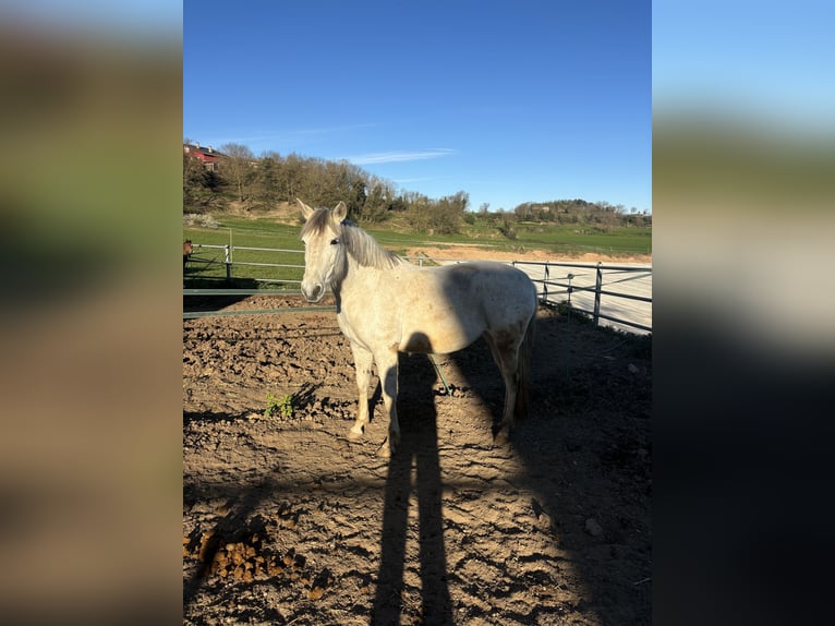 Hispano Arabian Mare 15 years 16 hh Grey in Sant Bartomeu Del Grau