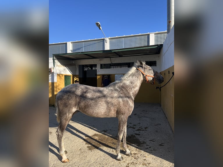 Hispano Arabian Mare 17 years Gray-Fleabitten in Camas