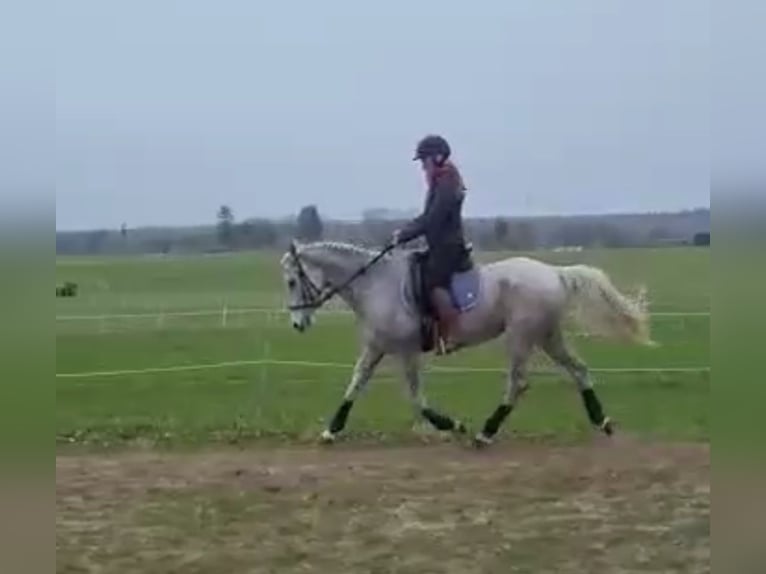 Hispano Arabian Mare 18 years 15.2 hh Grey-Fleabitten in Zemitz