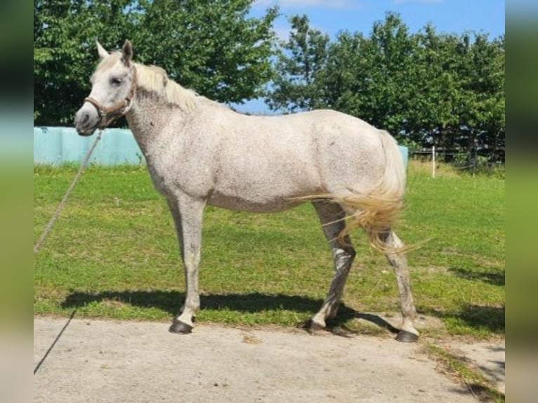 Hispano Arabian Mare 18 years 15,2 hh Grey-Fleabitten in Zemitz