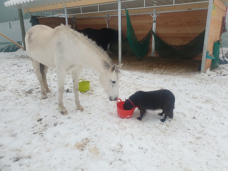 Hispano Arabian Mare 19 years 15 hh Grey in Kleines Wiesental