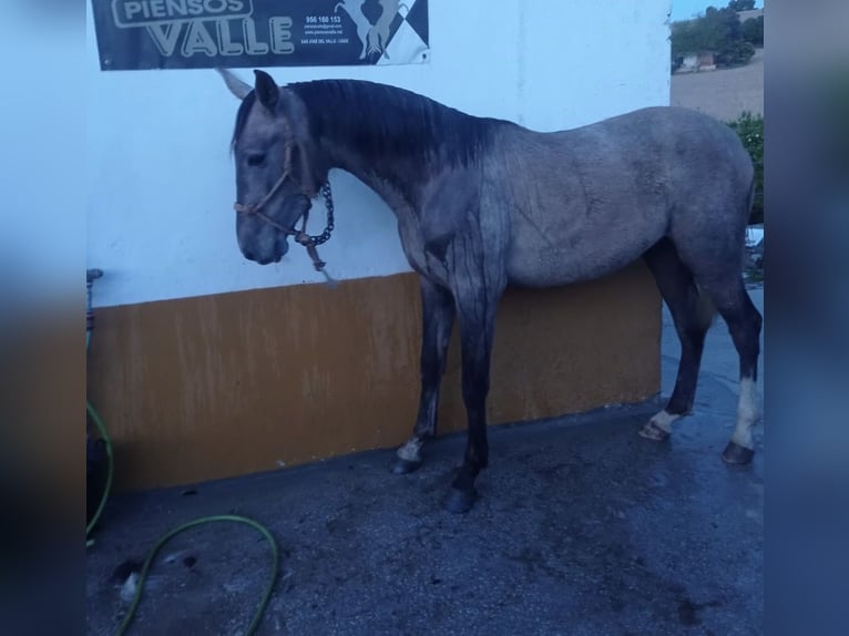 Hispano Arabian Mare 2 years Grey-Red-Tan in Arcos de la Frontera