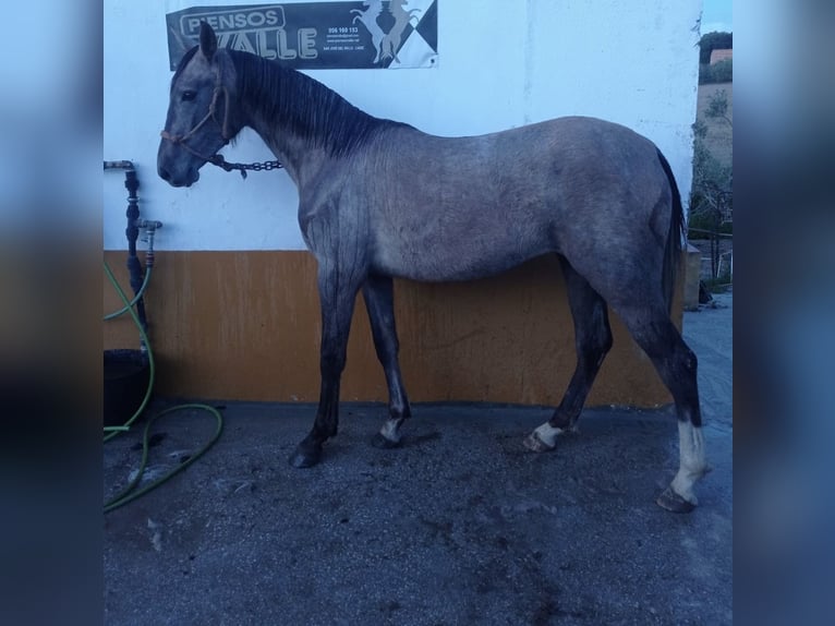 Hispano Arabian Mare 2 years Grey-Red-Tan in Arcos de la Frontera