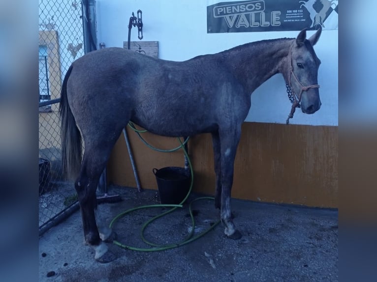 Hispano Arabian Mare 2 years Grey-Red-Tan in Arcos de la Frontera