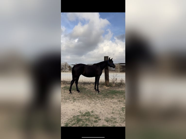 Hispano Arabian Mare 3 years 15,1 hh Black in Almonte