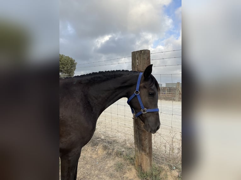 Hispano Arabian Mare 3 years 15,1 hh Black in Almonte