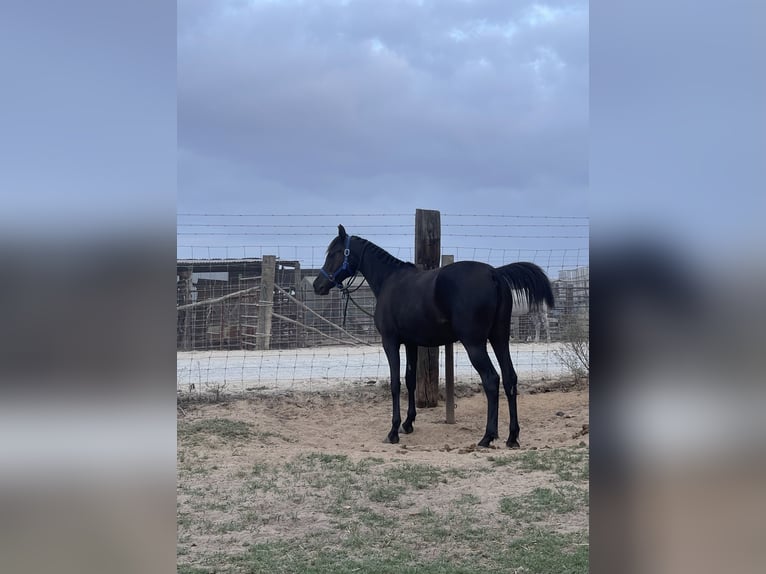 Hispano Arabian Mare 3 years 15,1 hh Black in Almonte