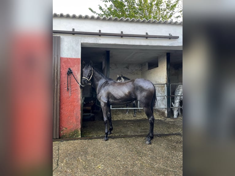 Hispano Arabian Mare 3 years 15,1 hh Black in Almonte