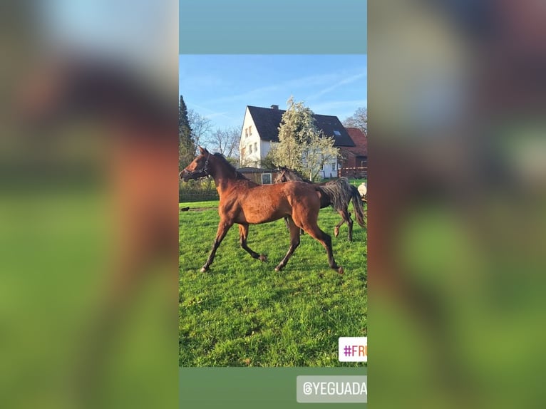 Hispano Arabian Mare 3 years 15,2 hh Brown in Menden