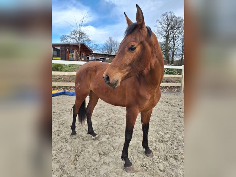 Hispano Arabian Mare 3 years 15,2 hh Brown in Menden