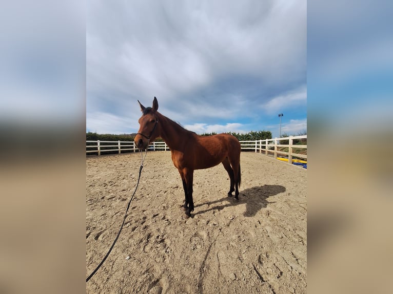 Hispano Arabian Mare 3 years 15,2 hh Brown in Menden