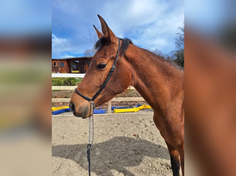 Hispano Arabian Mare 3 years 15,2 hh Brown in Menden