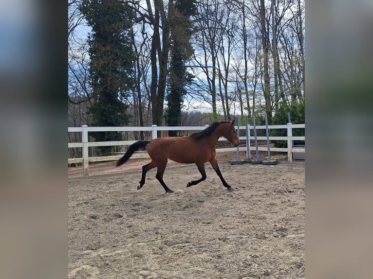 Hispano Arabian Mare 3 years 15,2 hh Brown in Menden