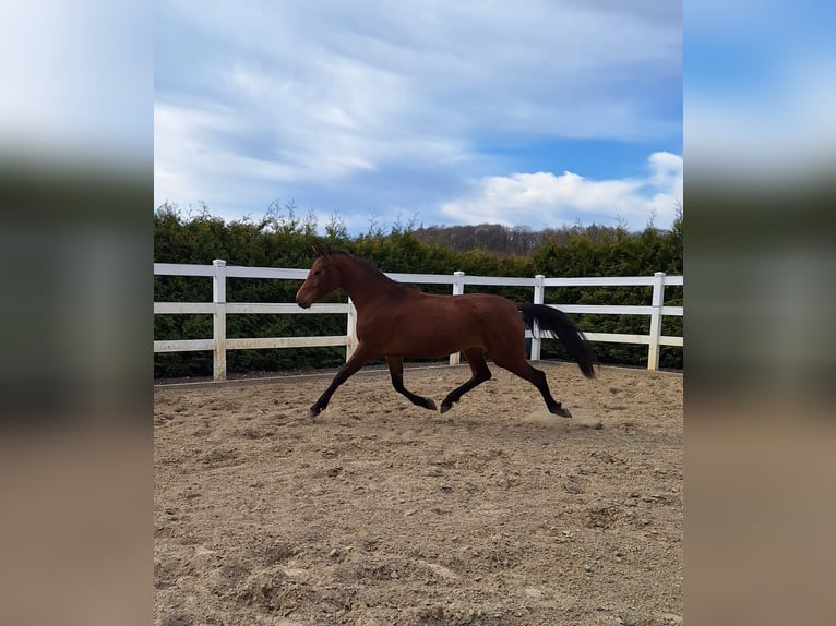 Hispano Arabian Mare 3 years 15,2 hh Brown in Menden