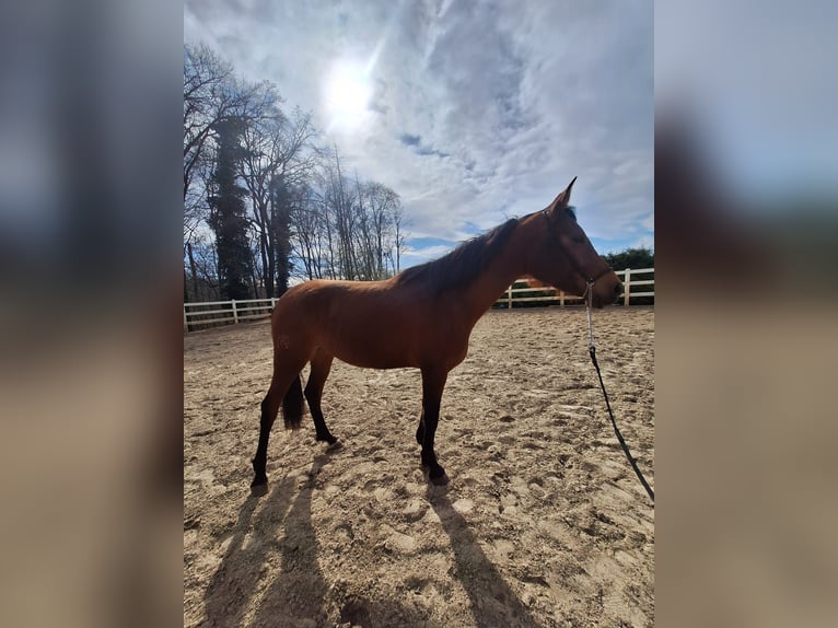 Hispano Arabian Mare 3 years 15,2 hh Brown in Menden