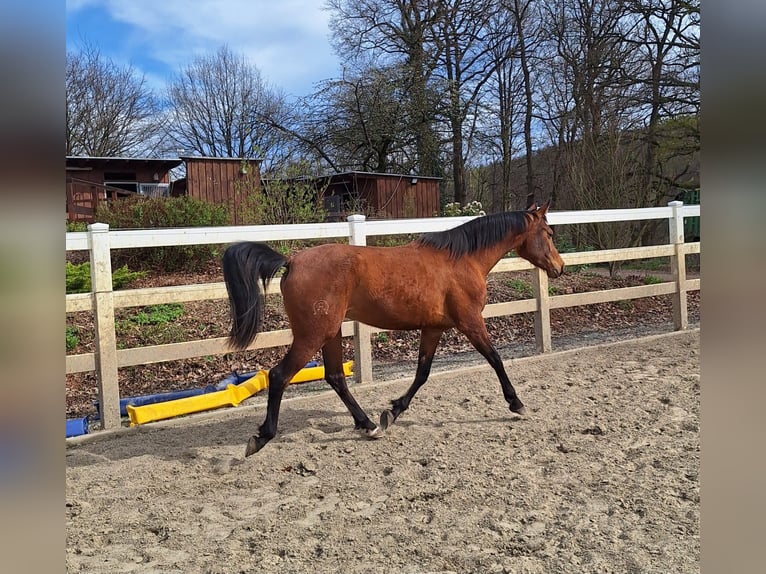 Hispano Arabian Mare 3 years 15,2 hh Brown in Menden