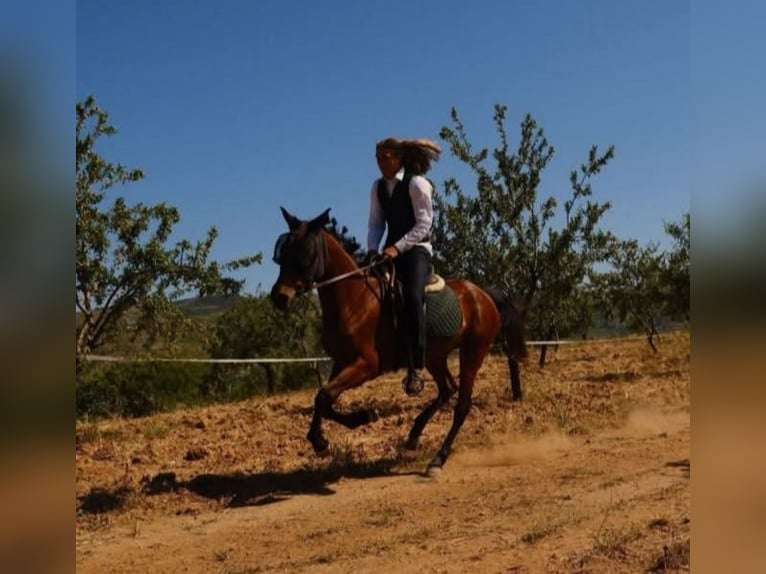 Hispano Arabian Mare 4 years 14.3 hh Brown in Böttigheim
