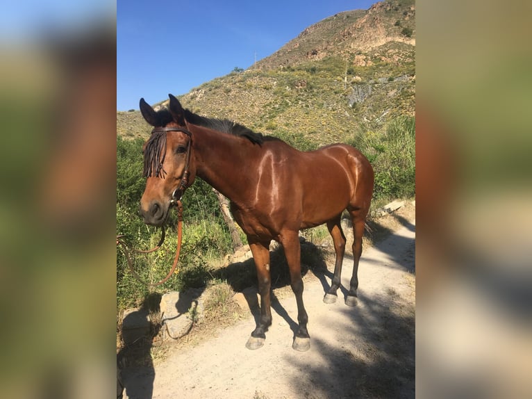 Hispano Arabian Mare 4 years 14.3 hh Brown in Böttigheim