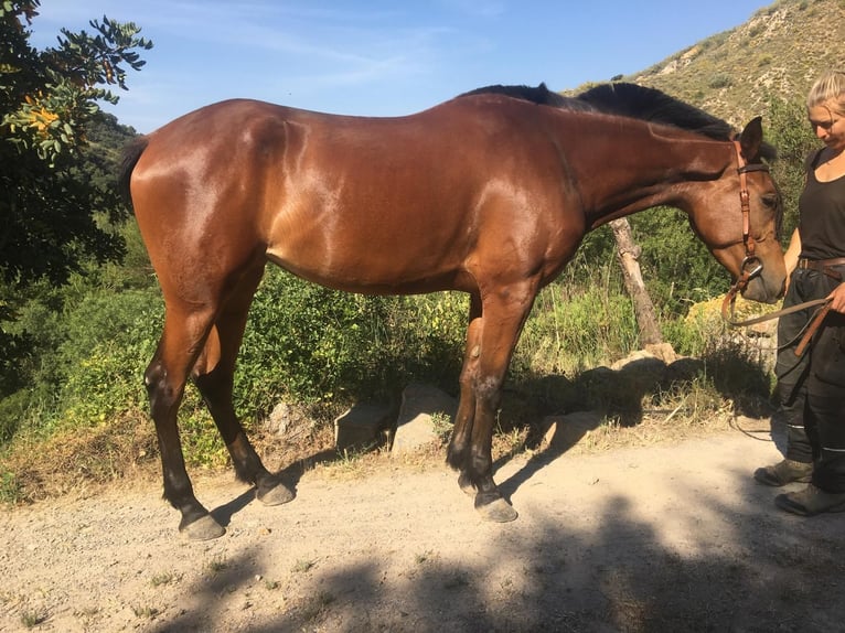 Hispano Arabian Mare 4 years 14.3 hh Brown in Böttigheim