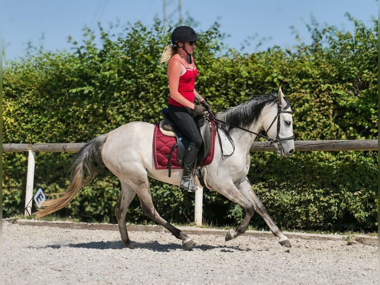 Hispano Arabian Mix Mare 4 years 14,2 hh Gray in Neustadt (Wied)