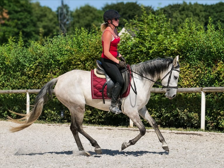 Hispano Arabian Mix Mare 4 years 14,2 hh Gray in Neustadt (Wied)