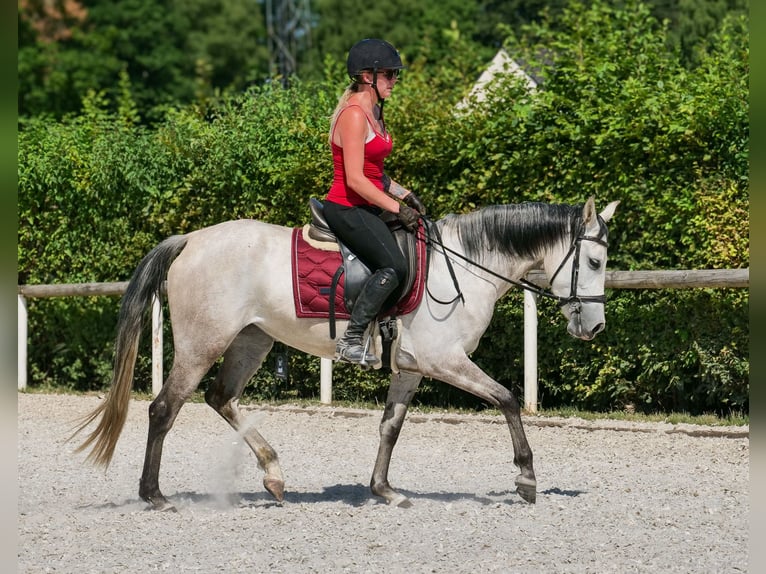 Hispano Arabian Mix Mare 4 years 14,2 hh Gray in Neustadt (Wied)
