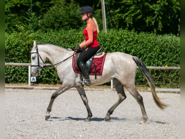 Hispano Arabian Mix Mare 4 years 14,2 hh Gray in Neustadt (Wied)
