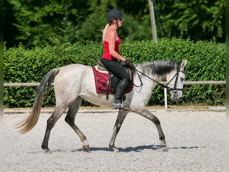 Hispano Arabian Mix Mare 4 years 14,2 hh Gray in Neustadt (Wied)