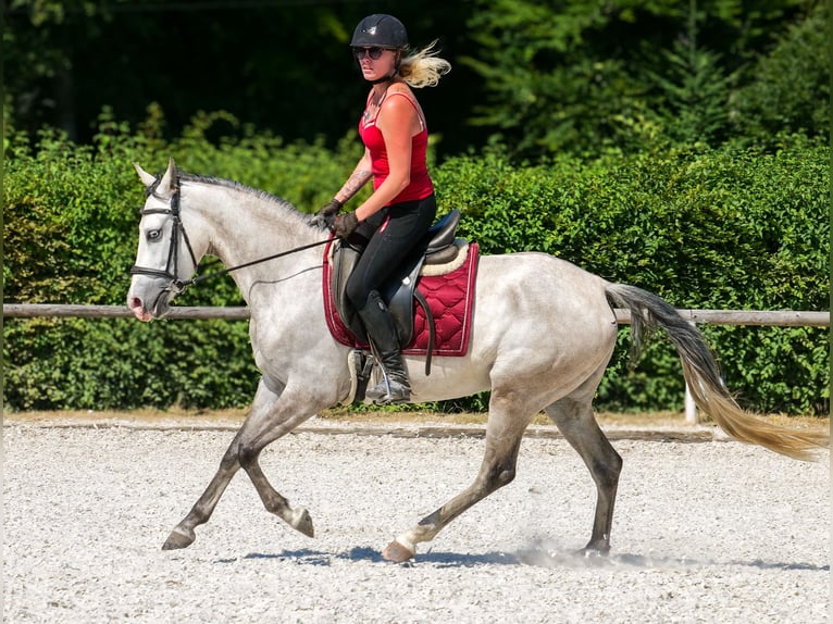 Hispano Arabian Mix Mare 4 years 14,2 hh Gray in Neustadt (Wied)