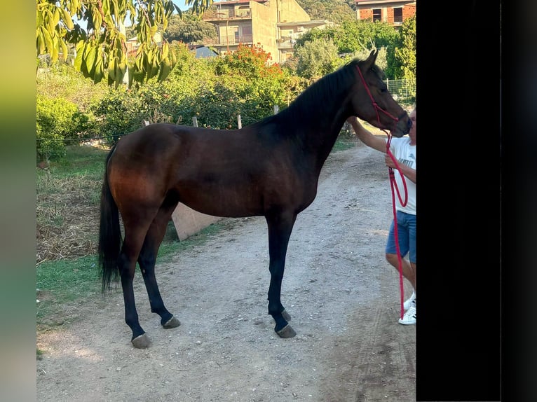 Hispano Arabian Mare 4 years 16,1 hh Bay-Dark in Capri Leone