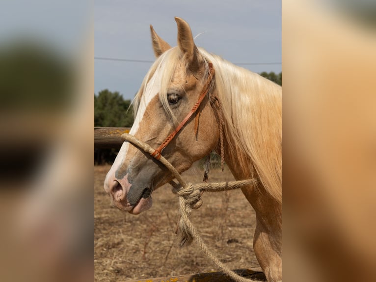 Hispano Arabian Mare 5 years 14.3 hh Palomino in Felanitx