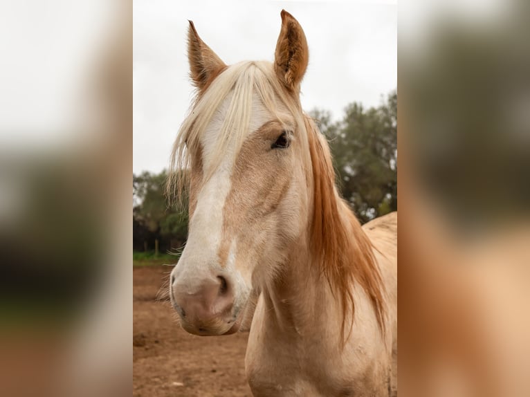 Hispano Arabian Mare 5 years 14,3 hh Palomino in Felanitx