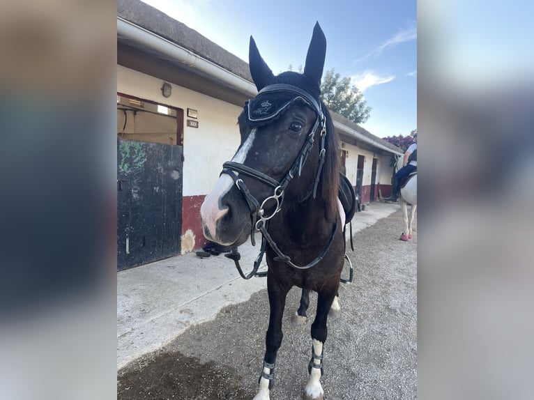 Hispano Arabian Mix Mare 6 years 14,2 hh Black in Calvia