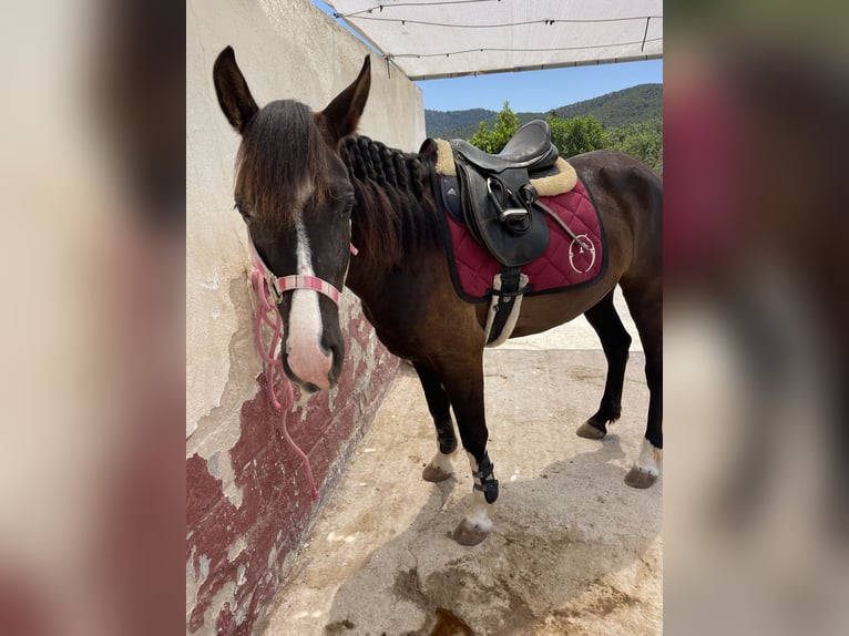 Hispano Arabian Mix Mare 6 years 14,2 hh Black in Calvia