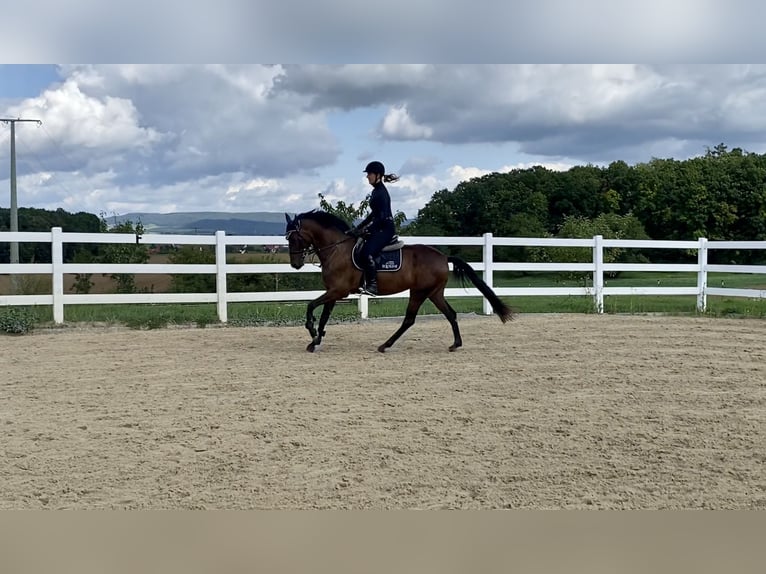 Hispano Arabian Mare 6 years 15,2 hh Brown in Schammelsdorf