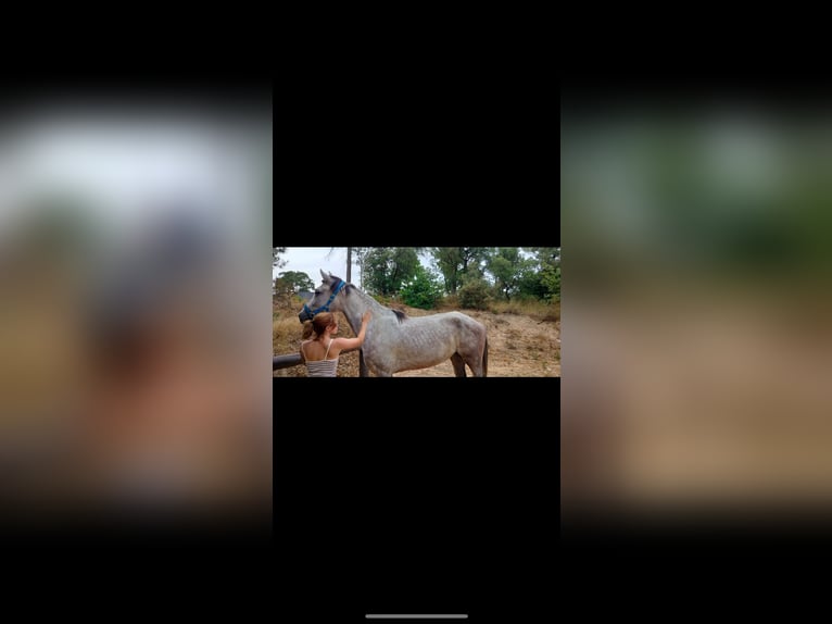 Hispano Arabian Mare 6 years 15,1 hh in Tordera Hispano Arabian Mare 6 years 15,1 hh in Tordera