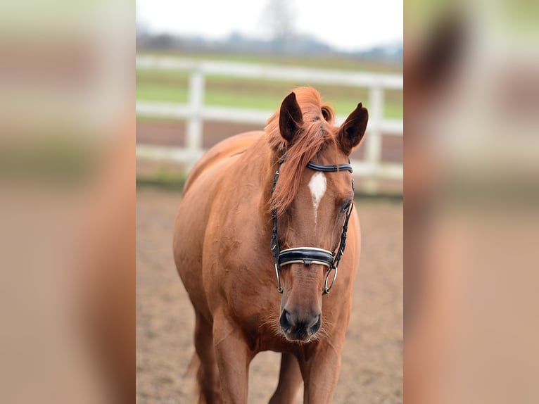 Hispano Arabian Mare 6 years 16 hh Chestnut-Red in Radziejów