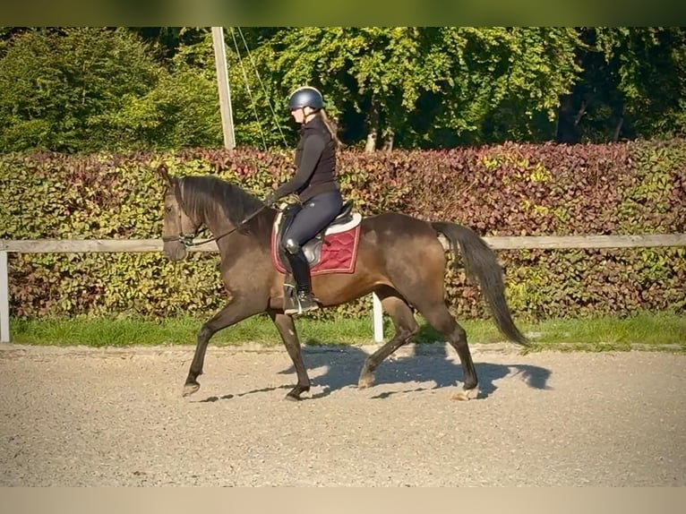 Hispano Arabian Mix Mare 6 years Buckskin in Neustadt (Wied)