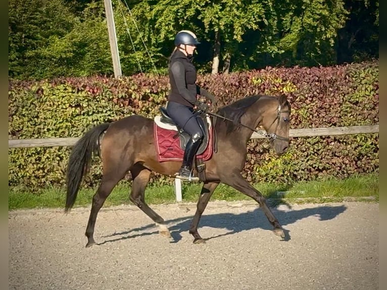 Hispano Arabian Mix Mare 6 years Buckskin in Neustadt (Wied)