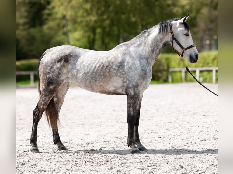 Hispano Arabian Mare 7 years 15 hh Grey in Neustadt (Wied)