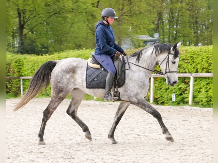 Hispano Arabian Mare 7 years 15 hh Grey in Neustadt (Wied)