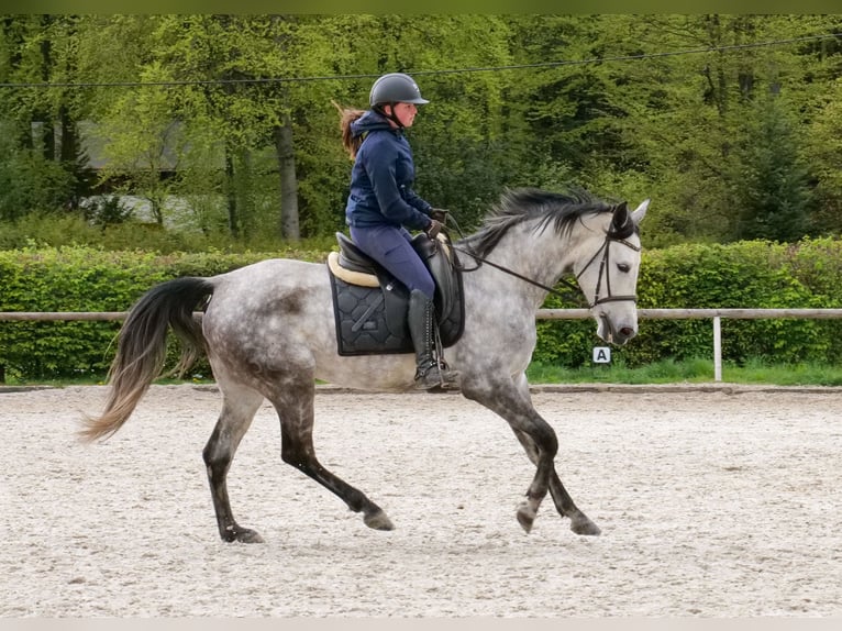 Hispano Arabian Mare 7 years 15 hh Grey in Neustadt (Wied)