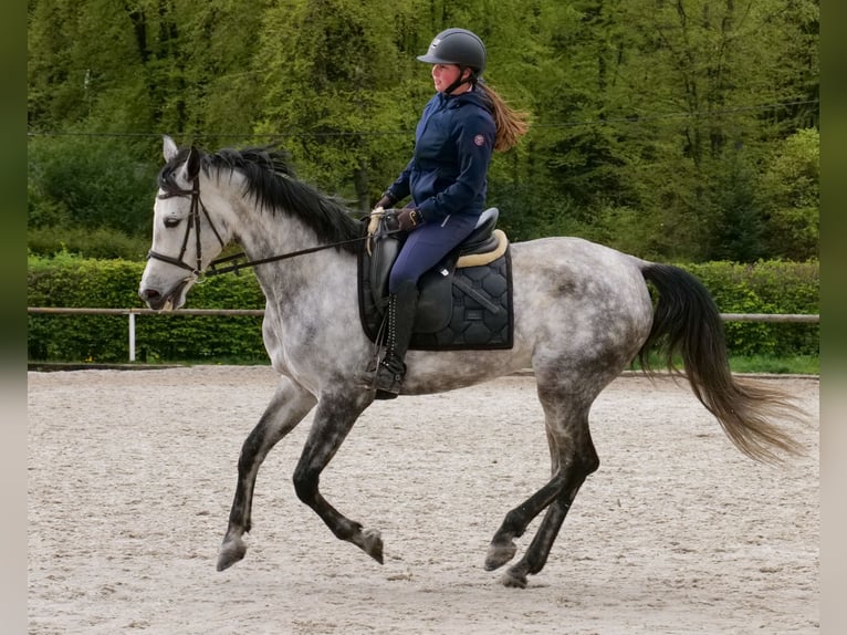 Hispano Arabian Mare 7 years 15 hh Grey in Neustadt (Wied)